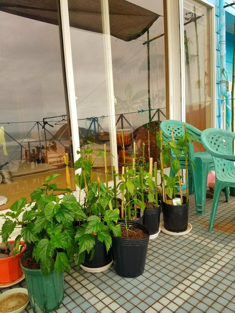 Ocean Home Guest House Миядзаки Екстериор снимка